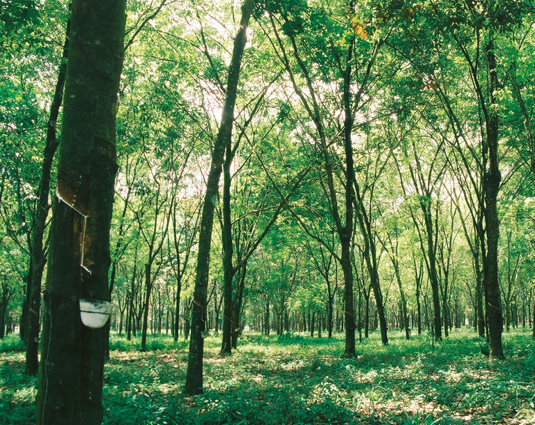 Naturkautschuk Wald